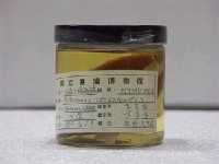藏品(雙峰三稜箱魨)的圖片